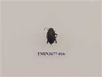 藏品(偽步行蟲)的圖片